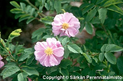 Rosa Blanda-Ryhm 'Toukoniitty'